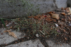 Eragrostis