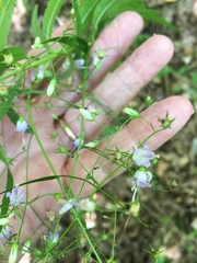 Campanula divaricata