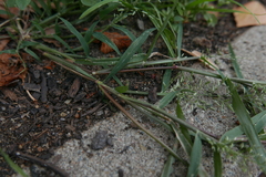 Eragrostis