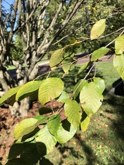 Carpinus turczaninovii