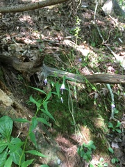 Campanula divaricata