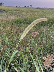 Setaria magna