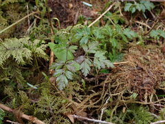 Coptis aspleniifolia