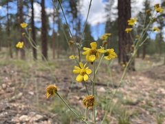 Hymenothrix dissecta