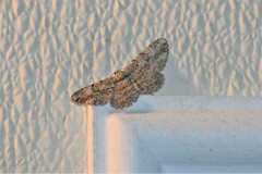 Iridopsis defectaria