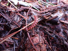 Nearctodesmidae