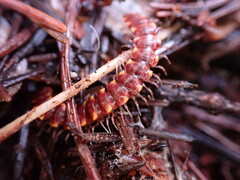 Nearctodesmidae