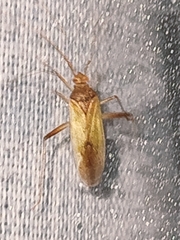 Creontiades pallidus