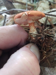 Cystoderma