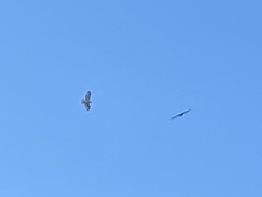 Buteo jamaicensis