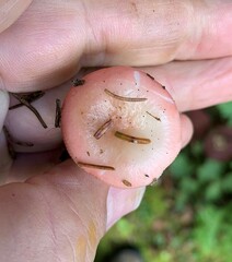 Russula betularum