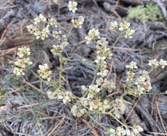 Pseudognaphalium canescens