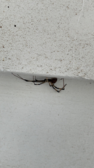 Latrodectus