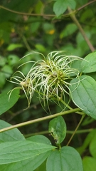 Clematis