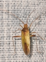 Creontiades pallidus