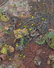 Hymenothrix dissecta