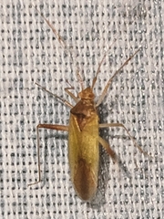 Creontiades pallidus