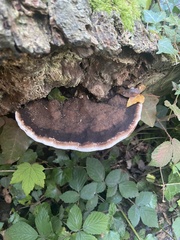 Fomitopsis pinicola