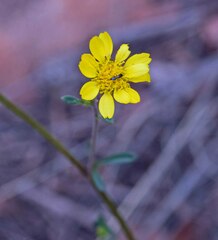 Hymenothrix dissecta