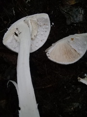 Phalloideae