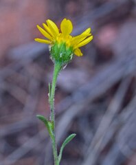 Hymenothrix dissecta