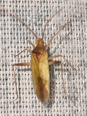 Creontiades pallidus