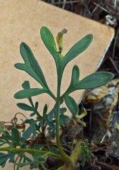 Hymenothrix dissecta