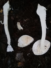 Phalloideae