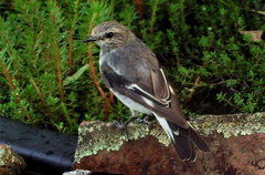 Melanodryas cucullata