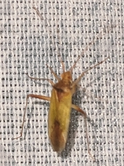 Creontiades pallidus