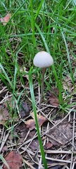 Panaeolus papilionaceus