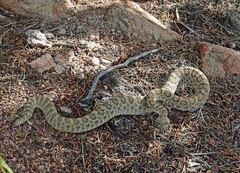 Crotalus viridis