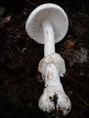 Phalloideae