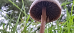Panaeolus papilionaceus