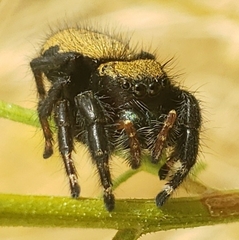 Phidippus apacheanus