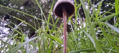 Panaeolus papilionaceus