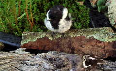 Melanodryas cucullata