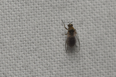 Simuliidae