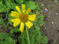Arnica unalaschcensis