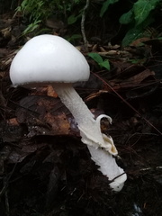 Phalloideae