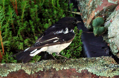 Melanodryas cucullata