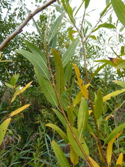Salix × speciosa