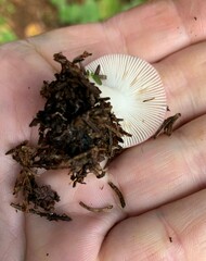Russula betularum