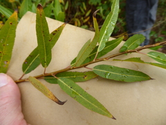 Salix × speciosa