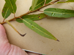Salix × speciosa