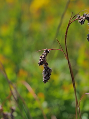 Luzula spicata