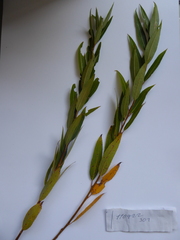 Salix × speciosa
