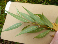 Salix × speciosa