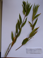 Salix × speciosa
