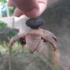Geastrum fornicatum